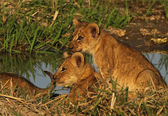 South Luangwa