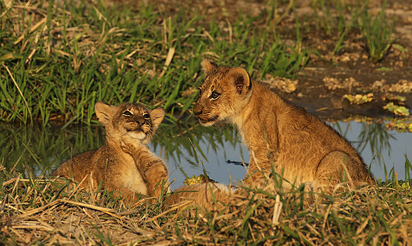 South Luangwa