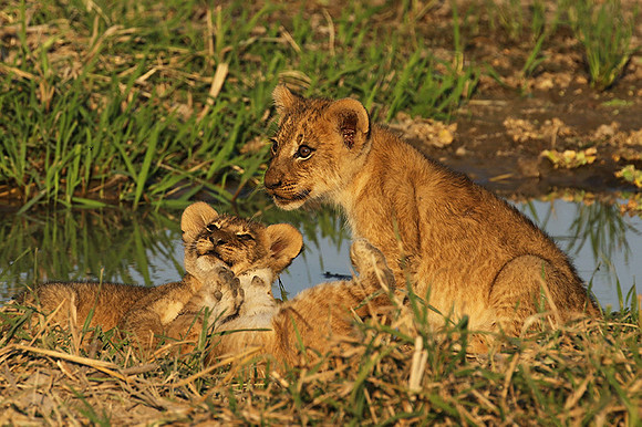 South Luangwa