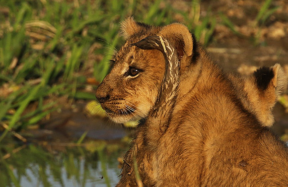South Luangwa