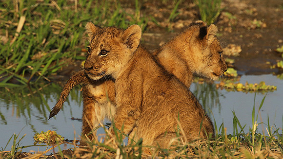 South Luangwa