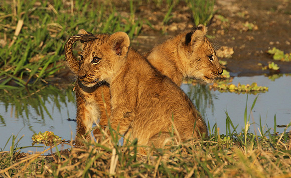 South Luangwa