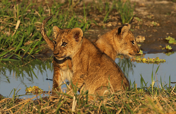 South Luangwa