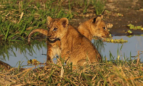 South Luangwa