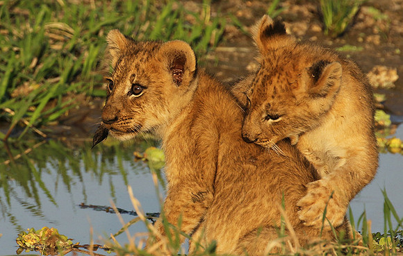 South Luangwa