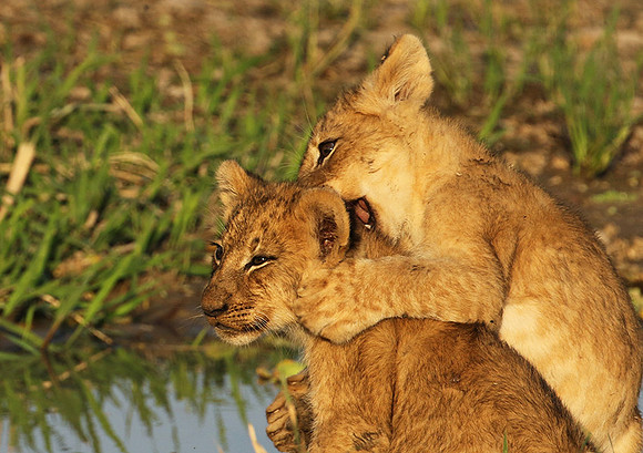 South Luangwa