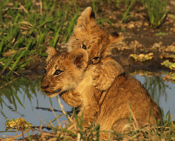 South Luangwa