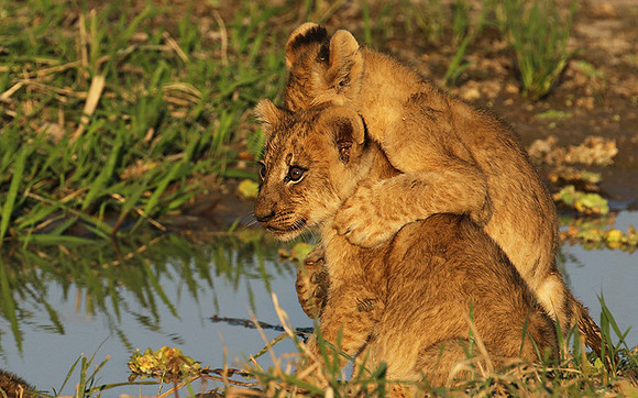 South Luangwa
