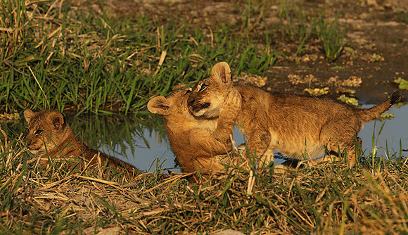 South Luangwa
