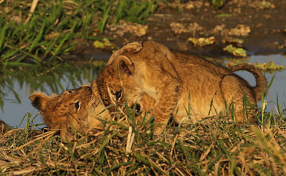 South Luangwa