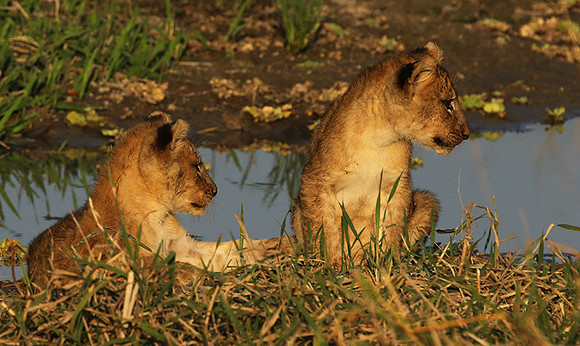 South Luangwa