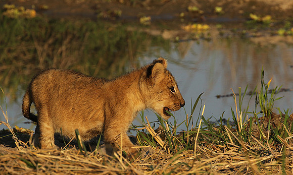 South Luangwa