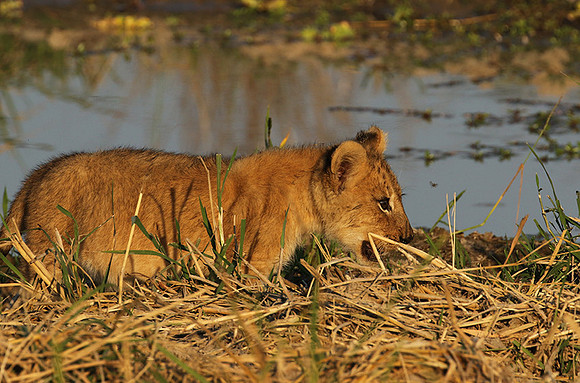 South Luangwa