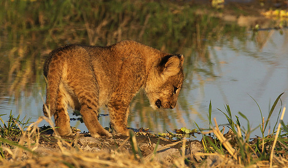 South Luangwa