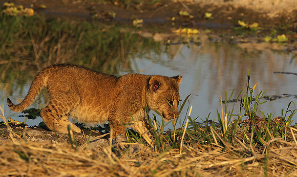 South Luangwa