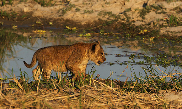 South Luangwa
