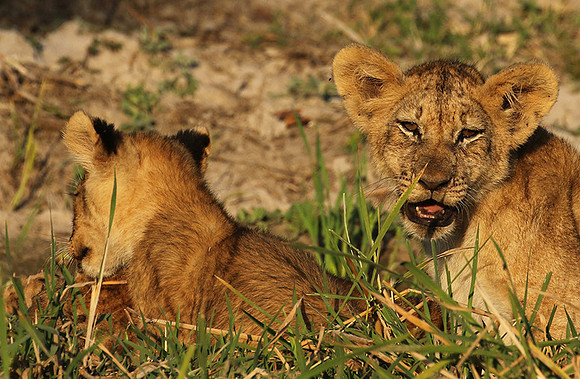 South Luangwa