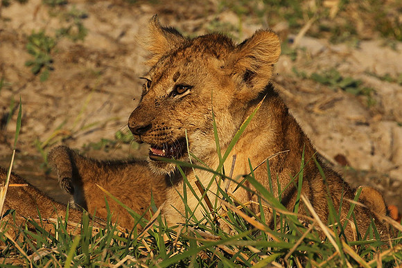 South Luangwa