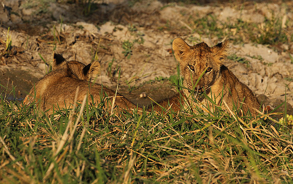 South Luangwa