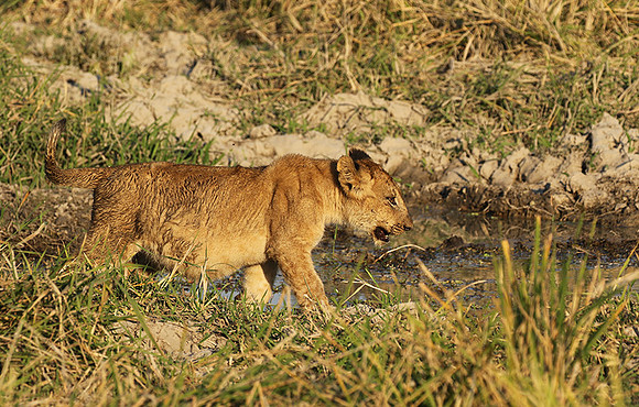 South Luangwa