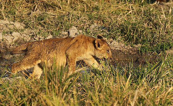 South Luangwa
