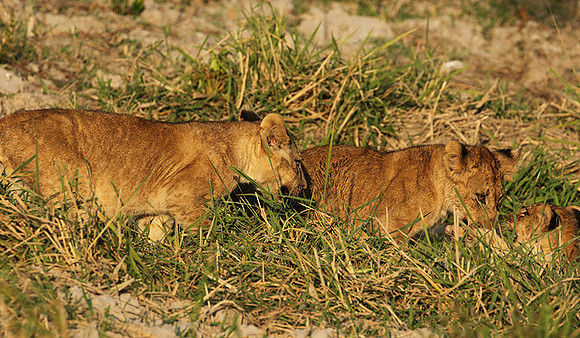 South Luangwa