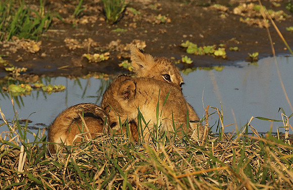 South Luangwa