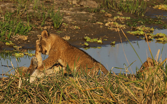 South Luangwa