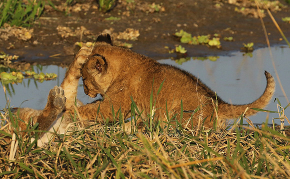 South Luangwa
