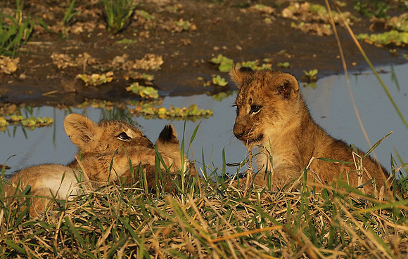 South Luangwa