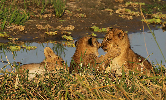 South Luangwa