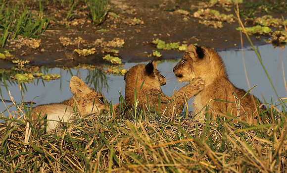 South Luangwa