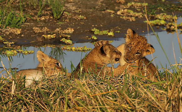 South Luangwa