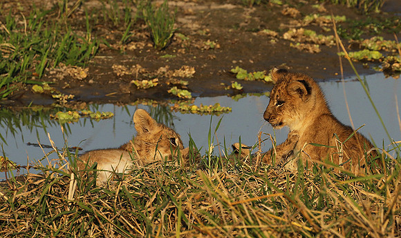 South Luangwa