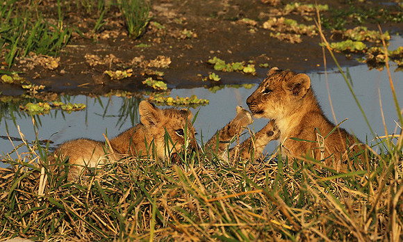 South Luangwa