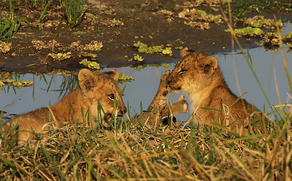 South Luangwa