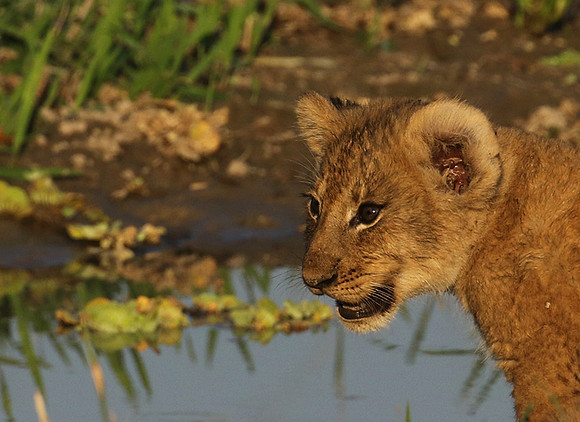 South Luangwa