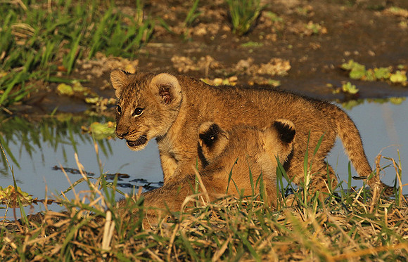 South Luangwa