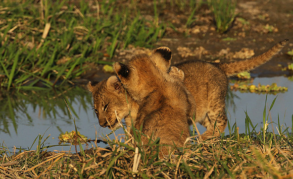 South Luangwa