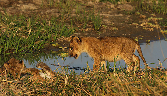 South Luangwa