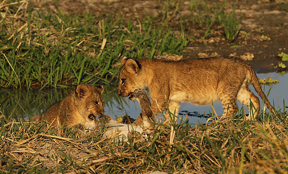 South Luangwa