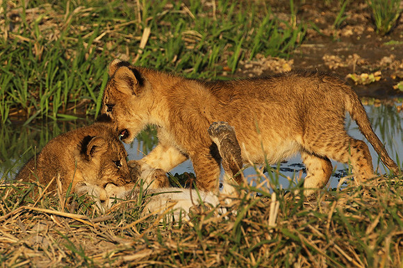 South Luangwa