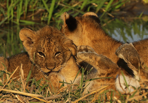 South Luangwa