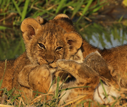 South Luangwa