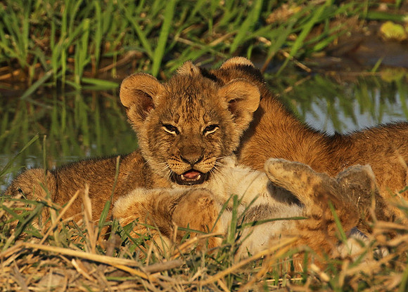 South Luangwa
