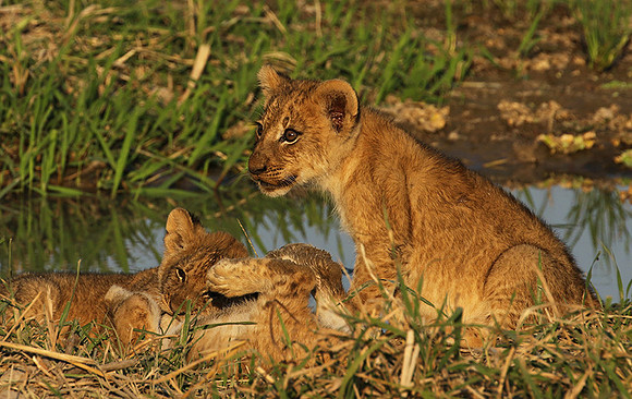 South Luangwa