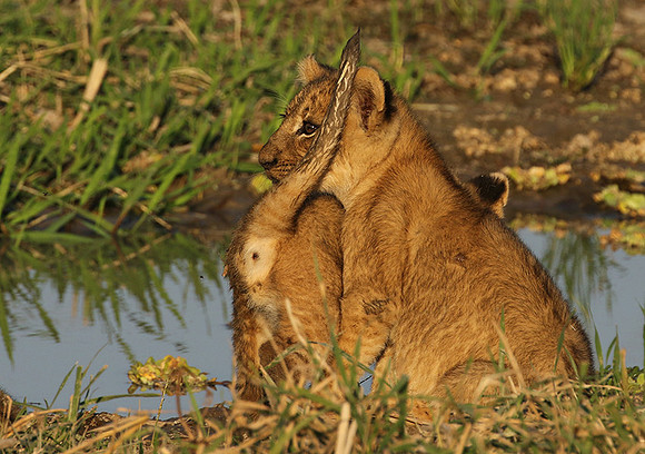South Luangwa