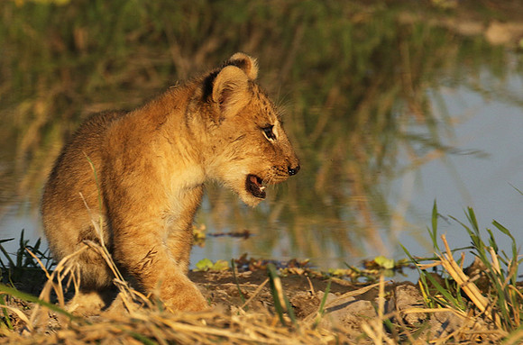 South Luangwa