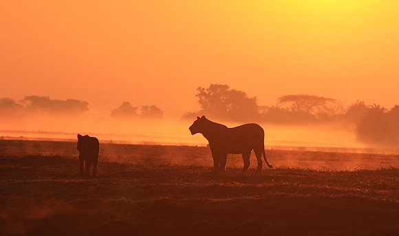 Kafue NP