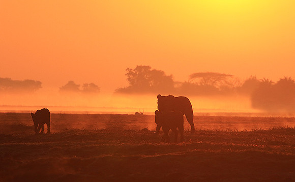 Kafue NP